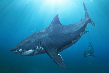 Nguyên nhân bất ngờ khiến loài cá mập dài như xe container tuyệt chủng