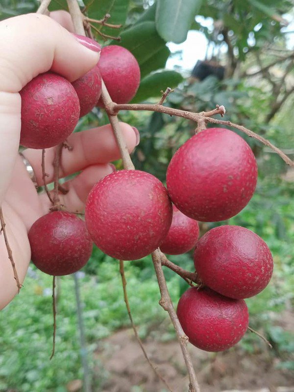 Tuy nhiên, những ngày gần đây, nhãn tím được dân buôn rao bán nhiều trên chợ mạng, giá chỉ 40.000-50.000 đồng/kg. Ảnh: Facebook