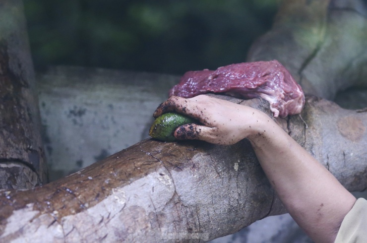 Một ngày làm việc của &#34;anh nuôi&#34; muông thú 30 năm qua ở Thảo Cầm Viên - 21