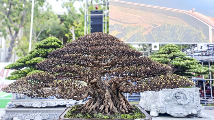 Chiêm ngưỡng những cây bonsai độc đáo - 7