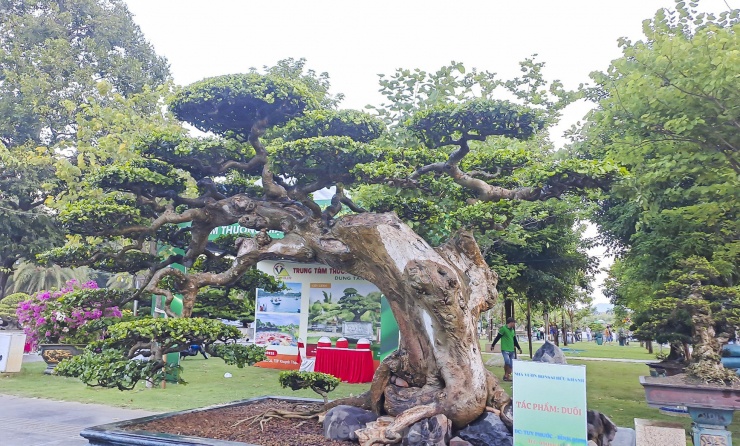 Một dáng cây bonsai độc đáo.