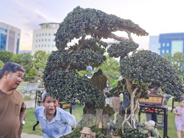 Chiêm ngưỡng những cây bonsai độc đáo