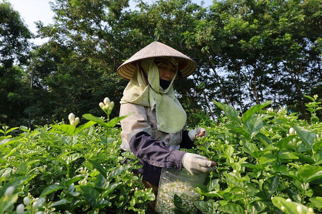 Tại nhiều vùng ở Việt Nam còn chuyên trồng hoa nhài để bán hoa, giá bán tại ruộng khoảng 50-60.000 đồng/kg
