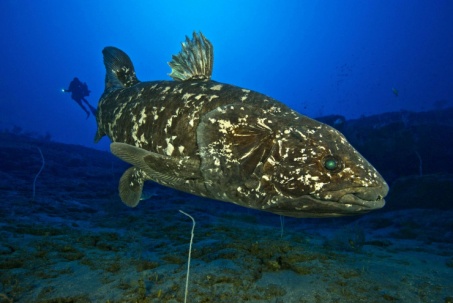 Video: Loài cá "hóa thạch sống" dài tới 2 mét, nặng 90kg, mang thai 5 năm
