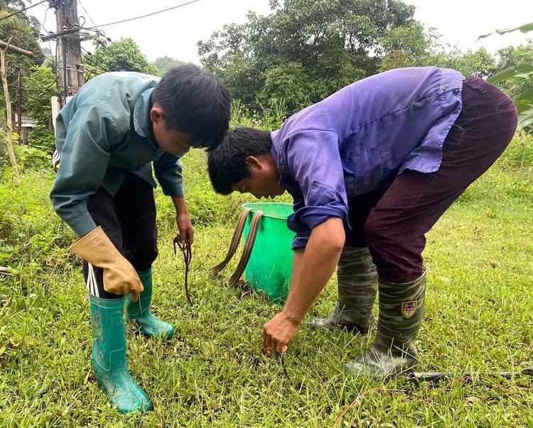 Giá giun đất tăng cao nên nhiều người đi kích giun về bán. (Ảnh: Huyền Trang).