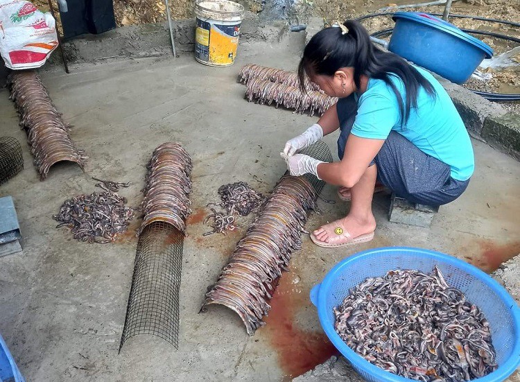 Lò sấy giun cũng mọc nên "như nấm" vì giá giun đất tăng cao.