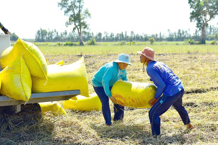 Chỉ trong thời gian ngắn, giá gạo trong nước nhảy múa liên tục, thậm chí cao hơn với giá xuất khẩu. Ảnh: Q.HUY