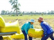 Thị trường - Tiêu dùng - Lật tẩy chiêu đẩy giá lúa, gạo của thương lái