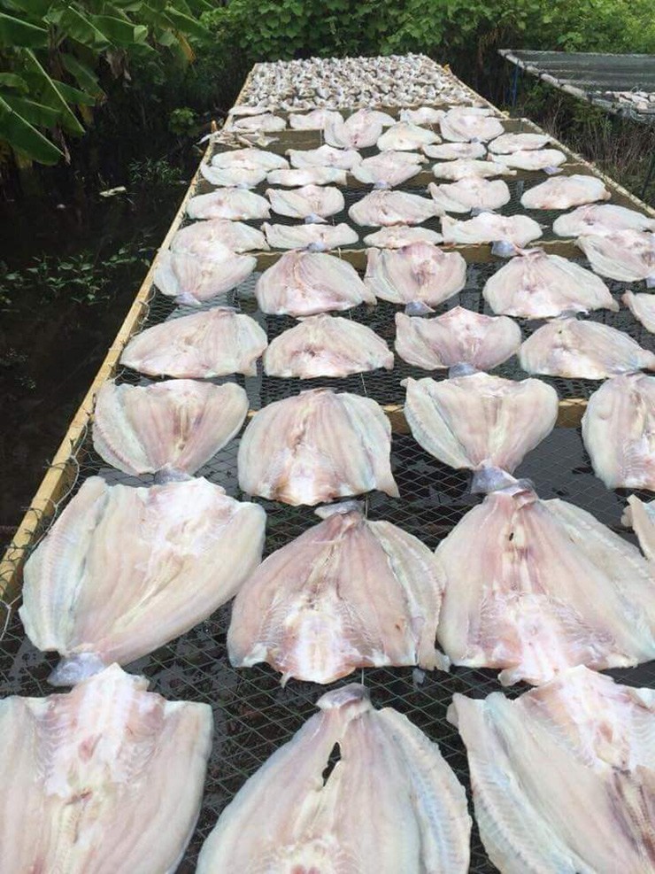 Cá dứa tươi được bán với giá 300.000-350.000 đồng/kg, cá tự nhiên một nắng dao động từ 450.000-600.000 đồng/kg tùy thời điểm
