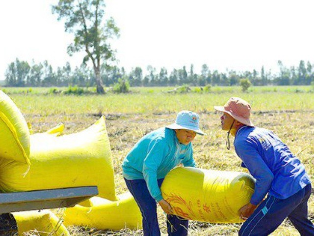 Lật tẩy chiêu đẩy giá lúa, gạo của thương lái