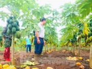 Thị trường - Tiêu dùng - Vụ ‘bùng’ nghìn tấn đu đủ: Bất ngờ ‘cháy’ hàng, giá tăng gấp đôi