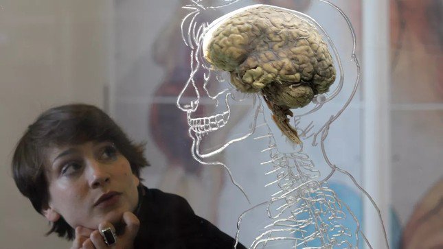 Con người sử dụng bao nhiêu phần trăm bộ não mỗi ngày? - 1
