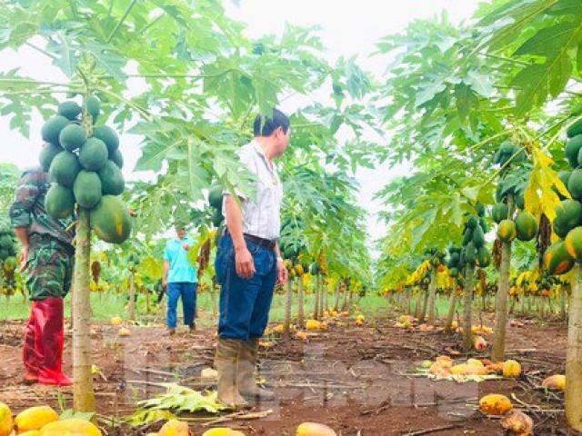 Vụ ‘bùng’ nghìn tấn đu đủ: Bất ngờ ‘cháy’ hàng, giá tăng gấp đôi