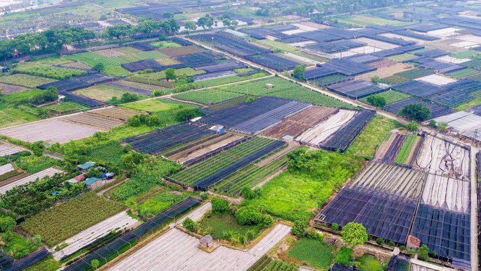Quy định về đấu giá đất nông nghiệp của TP Hà Nội 