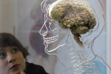 Con người sử dụng bao nhiêu phần trăm bộ não mỗi ngày?