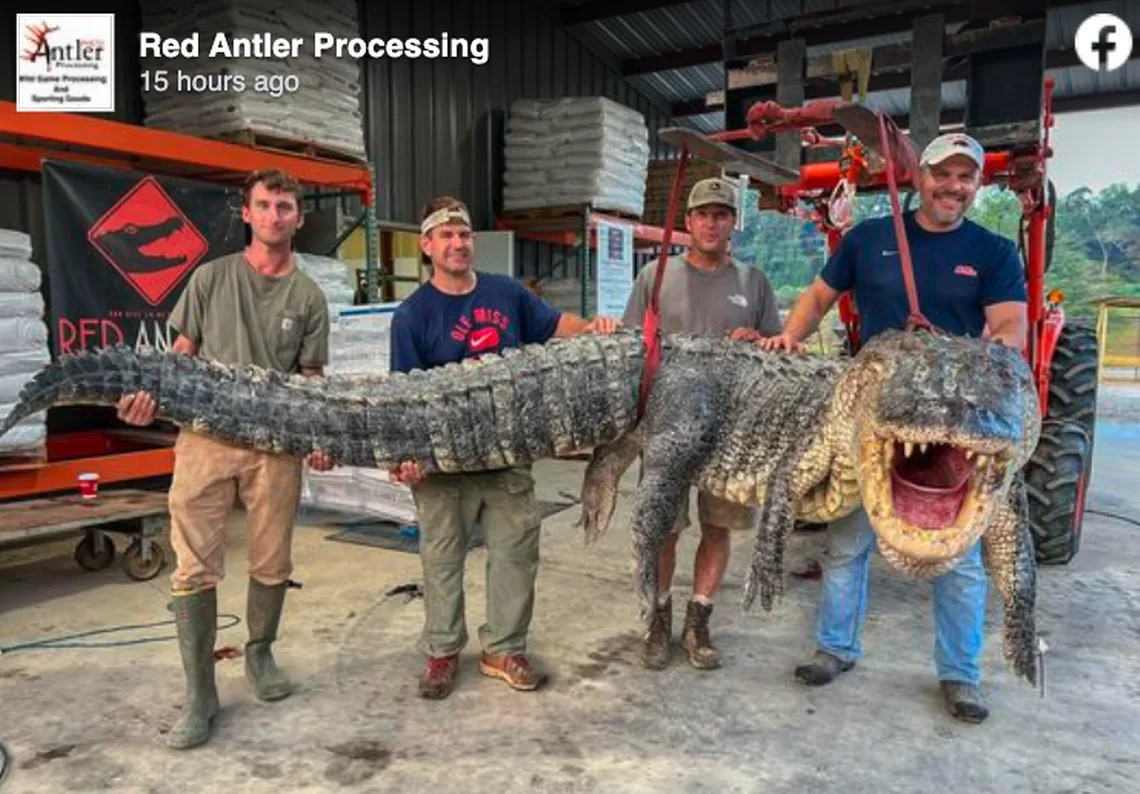 Bắt được cá sấu phá kỷ lục dài nhất bang ở Mỹ  - 2