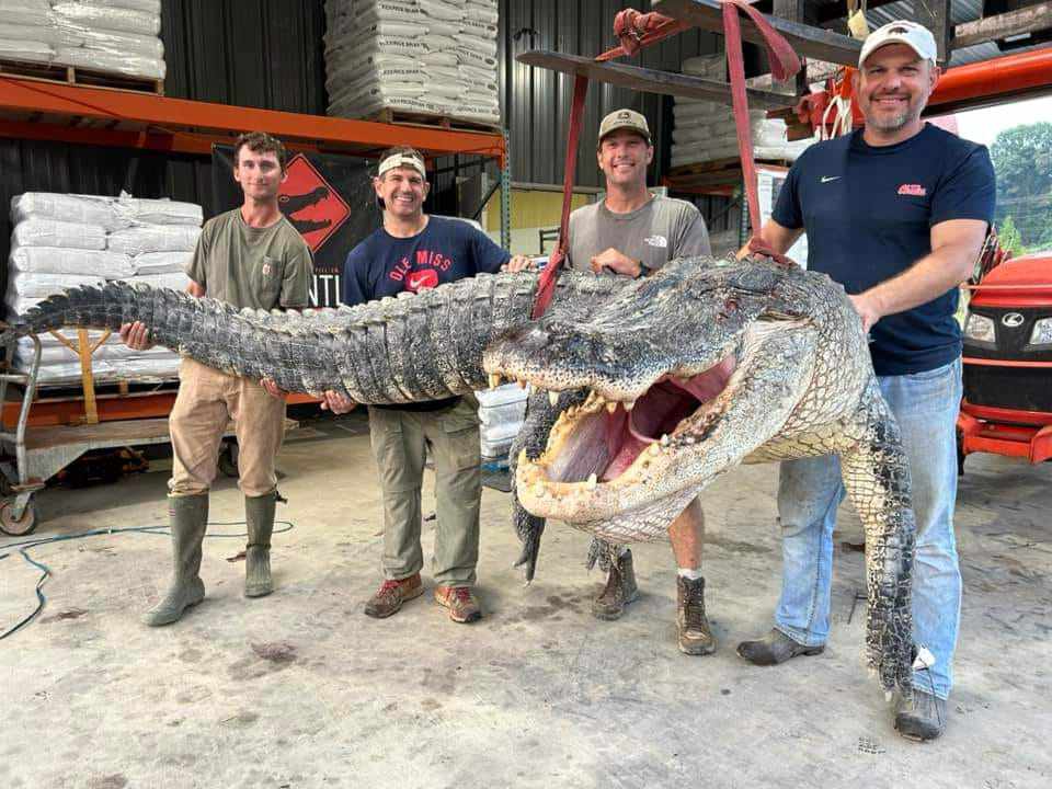 Bắt được cá sấu phá kỷ lục dài nhất bang ở Mỹ  - 1