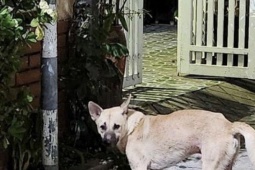 Bị chó cắn, mua thuốc Nam về uống và cái kết thương tâm