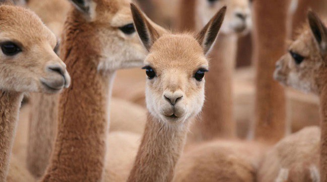 Một con vicuña sản xuất khoảng 0,5 kg len mỗi năm và do đó, len vicuña rất hiếm và có giá trị.
