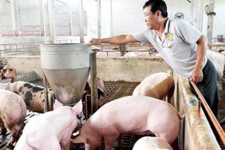 Giá lợn hơi giảm xuống dưới 60.000 đồng/kg