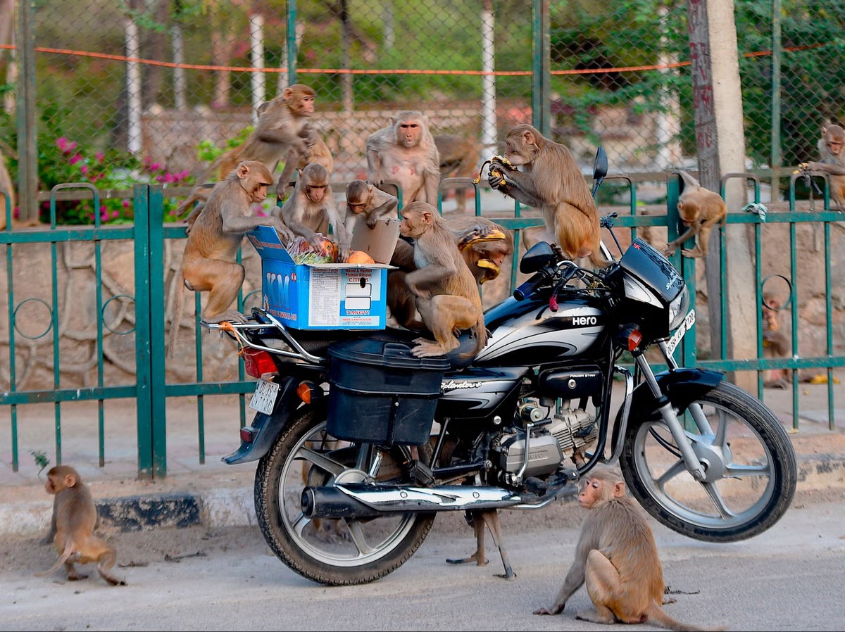 Khỉ “lộng hành” ở New Delhi (ảnh: Straits Times)