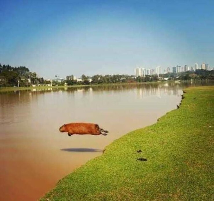 Một con Capybara thích bay.
