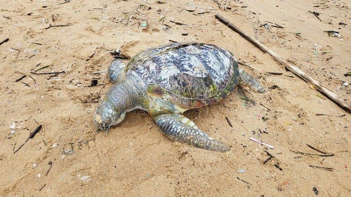 CLIP: Xác rùa biển quý hiếm dạt vào biển Vũng Tàu - 3