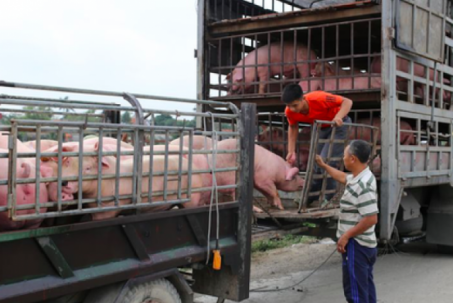 Giá lợn hơi giảm mạnh đến 100.000 đồng/con 50kg nhưng người mua thịt ba chỉ ở siêu thị vẫn phải chi hơn 200.000 đồng/kg