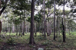 Sáng mai, Bộ NN&PTNT vào Bình Thuận kiểm tra vụ chuyển hơn 600 ha rừng làm hồ thuỷ lợi