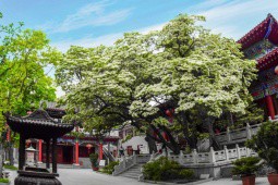 Ngắm cây cổ thụ đẹp nhất Trung Quốc, gần 900 tuổi vẫn nở hoa trắng muốt, hút khách du lịch