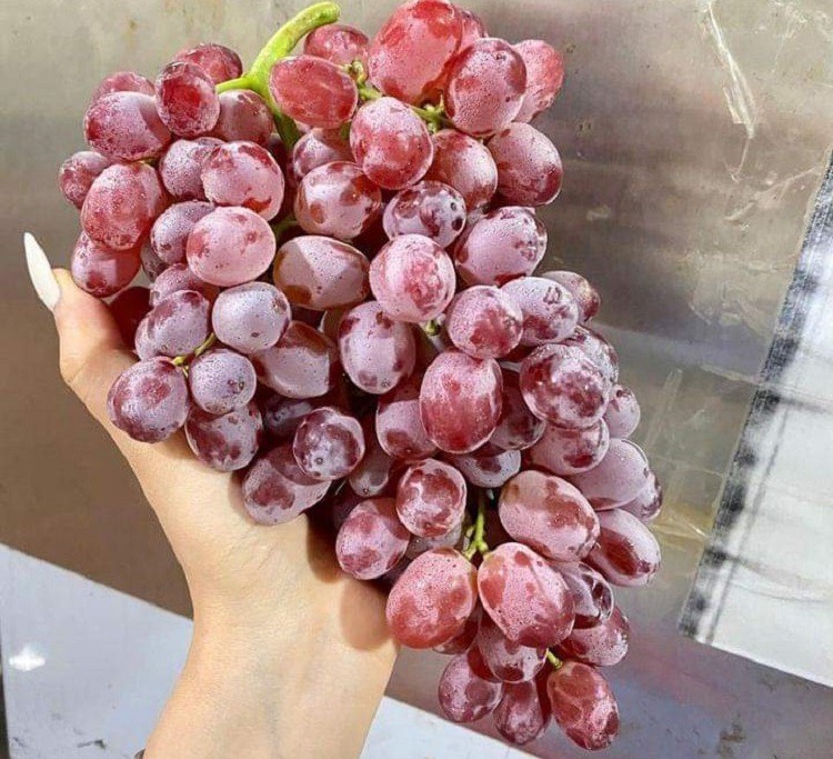 Nho đỏ ruby&nbsp;có giá chỉ từ 40-45 nghìn đồng/kg.