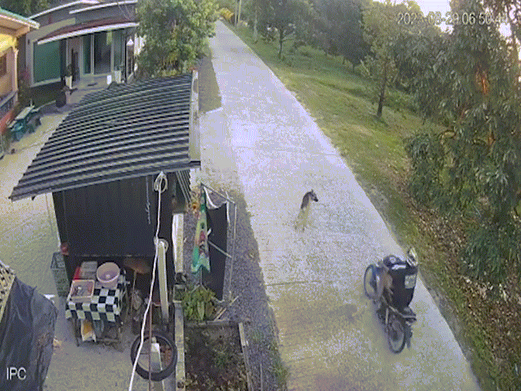 Video: Chú chó đột ngột lao ra đường, người đàn ông "gặp hạn"