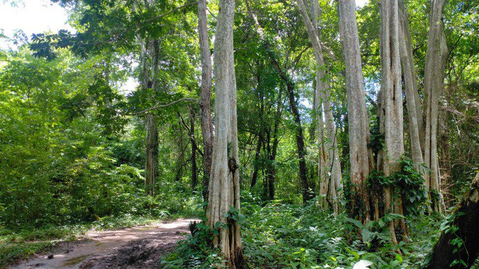 Bình Thuận đang họp báo về việc lấy hơn 600 ha rừng làm hồ chứa nước Ka Pét - 1