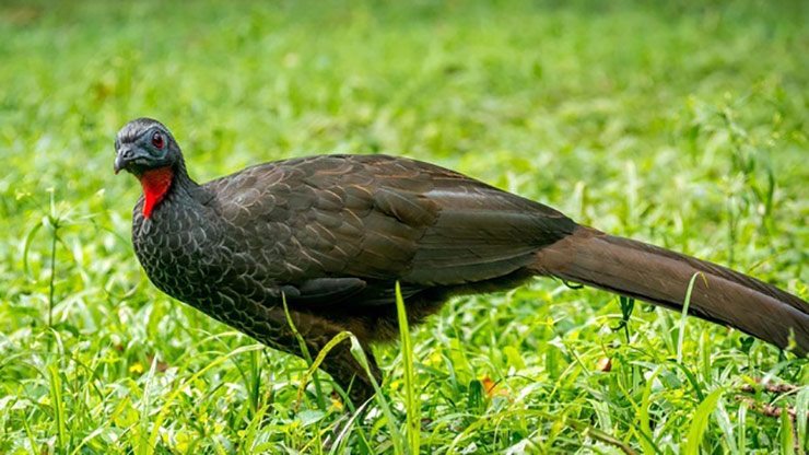 Thế nhưng loài chim Jacu được pháp luật Brazil bảo vệ nên những người trồng cà phê không làm được gì. Rồi trong cơn tuyệt vọng, ông Henrique Sloper de Araújo (ở Brazil) đã tìm ra ánh sáng của đời mình.
