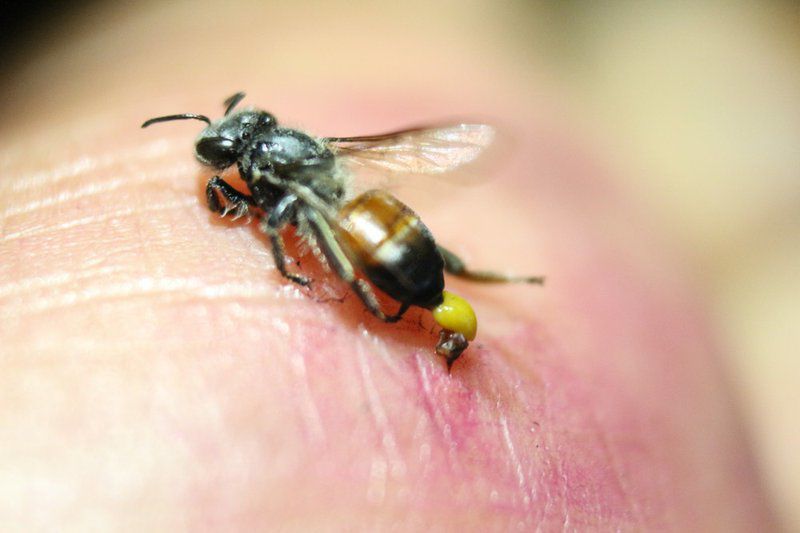 Người đàn ông bị ong đốt hơn 300 nốt, bác sĩ chỉ cách sơ cứu khi bị ong tấn công - 1