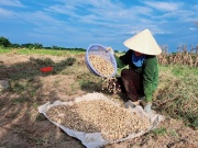 Thị trường - Tiêu dùng - Loại củ vừa trắng vừa tròn, nhỏ như viên bi bất ngờ tăng giá 5 lần, tới 200.000 đồng/kg