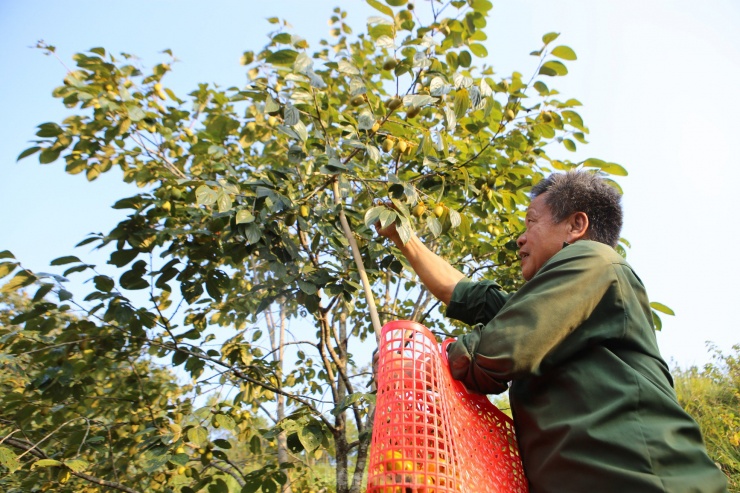 Mùa hồng giòn Yên Du, nông dân thu về hàng trăm triệu đồng - 5