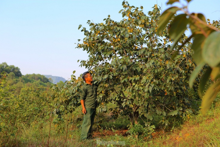Mùa hồng giòn Yên Du, nông dân thu về hàng trăm triệu đồng - 7