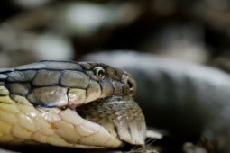 Những cuộc đi săn đáng sợ của rắn hổ mang chúa
