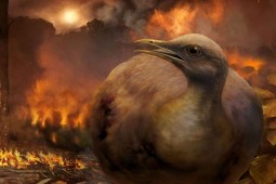 Vì sao khủng long tuyệt chủng nhưng loài chim vẫn tồn tại?