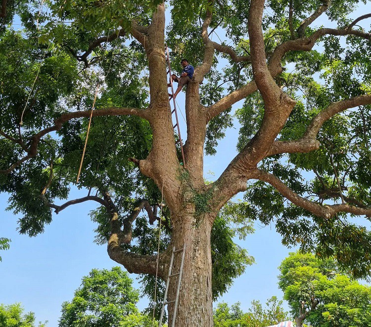 Nghề “vạch lá hái vàng đen” vào mùa, tiền công gần triệu đồng/ngày vẫn thiếu người làm - 5