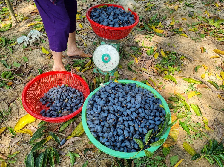 Nghề “vạch lá hái vàng đen” vào mùa, tiền công gần triệu đồng/ngày vẫn thiếu người làm - 7