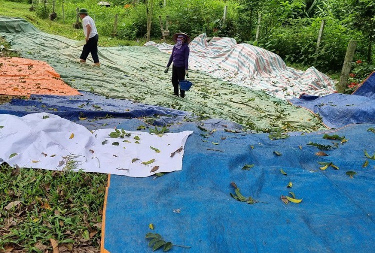 Nghề “vạch lá hái vàng đen” vào mùa, tiền công gần triệu đồng/ngày vẫn thiếu người làm - 6