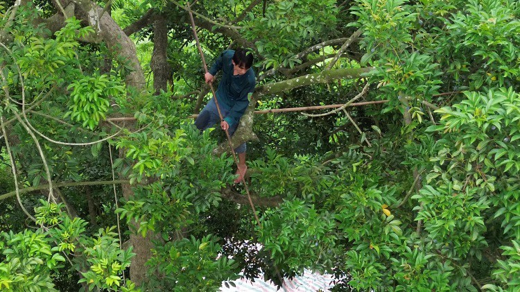 Nghề “vạch lá hái vàng đen” vào mùa, tiền công gần triệu đồng/ngày vẫn thiếu người làm - 1