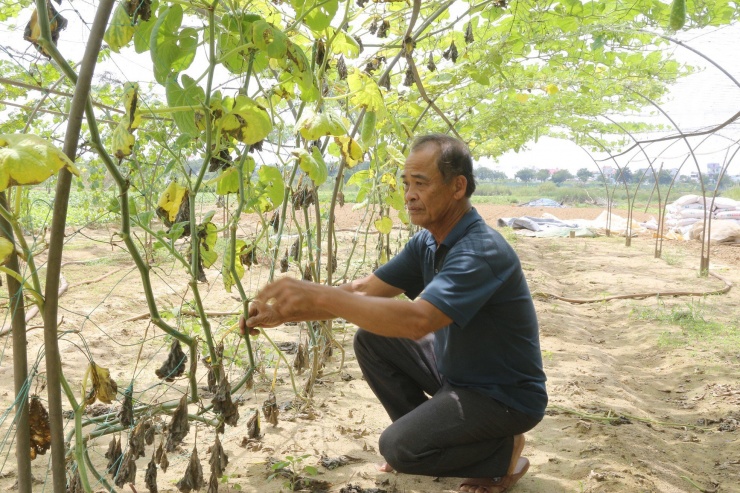 Ông Phan Hữu Hộ (trú phường Hòa Thọ Đông, quận Cẩm Lệ) cho biết: “Nắng nóng khiến sông Cẩm Lệ bị nhiễm mặn kéo dài, giếng nước cũng nhiễm phèn khiến nguồn nước tưới ở làng rau bị thiếu hụt nghiêm trọng. Việc tưới nước phèn khiến cây khô héo, không phát triển, nông dân không còn cách nào khác phải ngừng canh tác trong thời gian này"