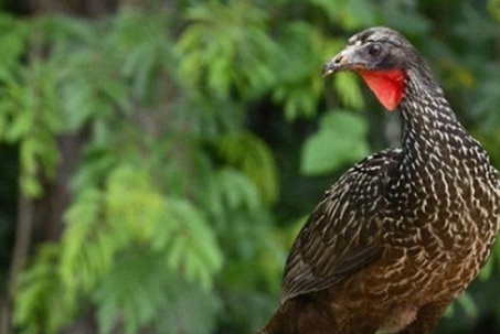 Loài chim lạ thải ra đặc sản “quý như vàng”, giá gần 40 triệu đồng/kg