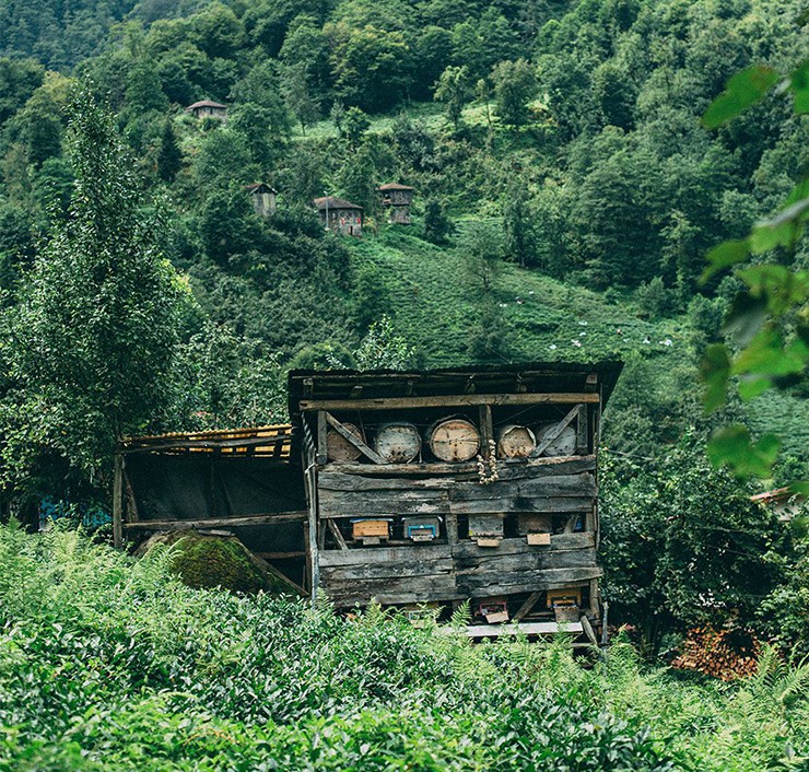 Mật ong Elvish rất giàu chất dinh dưỡng như chất chống oxy hóa, magiê, kali... Tuy nhiên rất khó để tìm thấy loại mật ong này trong các siêu thị thông thường bởi mức giá &#34;cắt cổ&#34; và độ quý hiếm của nó.
