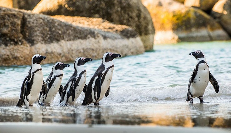 Cape Town, Nam Phi: Thật khó để bỏ qua những bãi biển tuyệt vời của thành phố, điểm nổi bật khiến mọi đứa trẻ yêu thích&nbsp;là Boulders, nơi sinh sống của một đàn chim cánh cụt. Bãi biển ở Fish Hoek, xa hơn một chút về phía bắc có sân chơi dọc theo bãi biển xinh đẹp và những con sóng nhẹ nhàng rất thích hợp với trẻ em.
