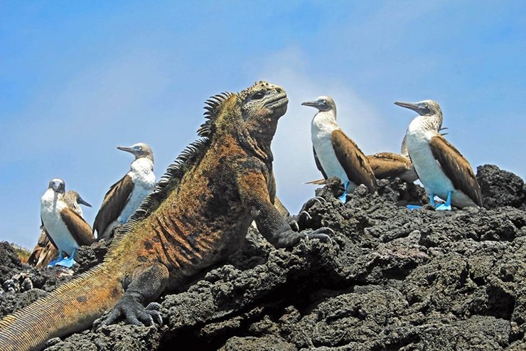 Quần đảo Galápagos, Ecuador: Cuộc sống hoang dã ở quần đảo Galápagos khiến người lớn cảm thấy mình như trẻ lại và khiến trẻ em lại càng phấn khích hơn nữa. Chúng sẽ nhón chân đi giữa những con rùa khổng lồ, ngắm nhiều loài chim xinh đẹp, tung tăng trong vùng nước nông với những chú sư tử biển con vui tươi và lặn với ống thở gần những con rùa khổng lồ.
