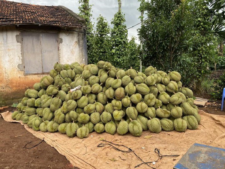 Giá sầu riêng quay đầu giảm sau đà tăng kỷ lục, nhà vườn đứng ngồi không yên - 4